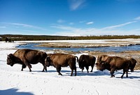 American bison, or buffaloes, in Yellowstone National Park in the northwest corner of Wyoming. Original image from <a href="https://www.rawpixel.com/search/carol%20m.%20highsmith?sort=curated&amp;page=1">Carol M. Highsmith</a>&rsquo;s America, Library of Congress collection. Digitally enhanced by rawpixel.