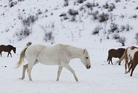 A mixed herd of wild and domesticated horses frolics on the Ladder Livestock ranch, at the Wyoming-Colorado border. Original image from Carol M. Highsmith&rsquo;s America, Library of Congress collection. Digitally enhanced by rawpixel.