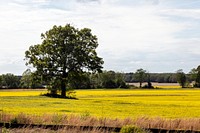 Spring field of rapeseed flowers in Benton County, Mississippi. Original image from <a href="https://www.rawpixel.com/search/carol%20m.%20highsmith?sort=curated&amp;page=1">Carol M. Highsmith</a>&rsquo;s America, Library of Congress collection. Digitally enhanced by rawpixel.