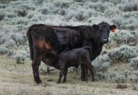 Spring calving season at Big Creek cattle ranch in Carbon County, Wyoming. Original image from <a href="https://www.rawpixel.com/search/carol%20m.%20highsmith?sort=curated&amp;page=1">Carol M. Highsmith</a>&rsquo;s America, Library of Congress collection. Digitally enhanced by rawpixel.