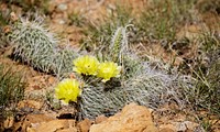 A blooming cactus in Purgatoire Canyon, a spectacular rocky gorge in the middle of an otherwise flat prairie at JE Canyon Ranch.