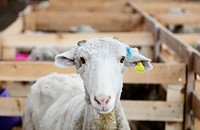 Sheep at the Ladder Livestock Ranch, which is based across the highway from Colorado in Carbon County, Wyoming. Original image from <a href="https://www.rawpixel.com/search/carol%20m.%20highsmith?sort=curated&amp;page=1">Carol M. Highsmith</a>&rsquo;s America, Library of Congress collection. Digitally enhanced by rawpixel.