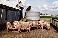 Sows in a pigpen jostle for food and water on Dean and Julie Folkmann&#39;s hog farm in Benton County, Iowa, near the town of Newhall. Original image from <a href="https://www.rawpixel.com/search/carol%20m.%20highsmith?sort=curated&amp;page=1">Carol M. Highsmith</a>&rsquo;s America, Library of Congress collection. Digitally enhanced by rawpixel.