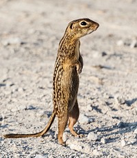 A chipmunk or ground squirrel assumes an upright stance. Original image from Carol M. Highsmith’s America, Library of Congress collection. Digitally enhanced by rawpixel.