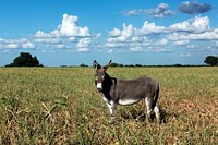Dandy donkey in a field in Erath County, Texas. Original image from <a href="https://www.rawpixel.com/search/carol%20m.%20highsmith?sort=curated&amp;page=1">Carol M. Highsmith</a>&rsquo;s America, Library of Congress collection. Digitally enhanced by rawpixel.