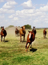 Beautiful horses romp at the Cannon Quarter Horse Ranch near Venus, Texas. Original image from <a href="https://www.rawpixel.com/search/carol%20m.%20highsmith?sort=curated&amp;page=1">Carol M. Highsmith</a>&rsquo;s America, Library of Congress collection. Digitally enhanced by rawpixel.