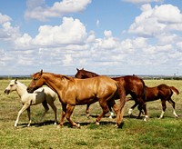 Beautiful horses romp at the Cannon Quarter Horse Ranch near Venus, Texas. Original image from <a href="https://www.rawpixel.com/search/carol%20m.%20highsmith?sort=curated&amp;page=1">Carol M. Highsmith</a>&rsquo;s America, Library of Congress collection. Digitally enhanced by rawpixel.