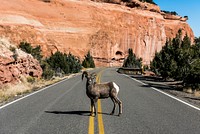 A bighorn sheep in Colorado National Monument, a preserve of vast plateaus, canyons, and towering monoliths in Mesa County, Colorado, near Grand Junction. Original image from <a href="https://www.rawpixel.com/search/carol%20m.%20highsmith?sort=curated&amp;page=1">Carol M. Highsmith</a>&rsquo;s America, Library of Congress collection. Digitally enhanced by rawpixel.