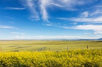 High plains yellow sundrops line the road in the Laramie Plain, a high-plains grassland south of Laramie, Wyoming. Original image from Carol M. Highsmith&rsquo;s America, Library of Congress collection. Digitally enhanced by rawpixel.