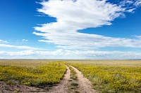 A dirt road winds through a sea of high plains yellow sundrops on the Laramie Plain, a vast grassland south of Laramie, Wyoming. Original image from <a href="https://www.rawpixel.com/search/carol%20m.%20highsmith?sort=curated&amp;page=1">Carol M. Highsmith</a>&rsquo;s America, Library of Congress collection. Digitally enhanced by rawpixel.