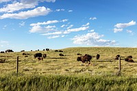 Bison herd in Weld County, Colorado, near the Wyoming line - Original image from <a href="https://www.rawpixel.com/search/carol%20m.%20highsmith?sort=curated&amp;page=1">Carol M. Highsmith</a>s America, Library of Congress collection. Digitally enhanced by rawpixel.