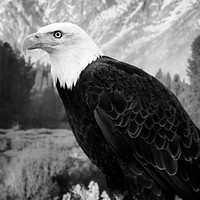A young bald eagle surveys the world below in the vast Wyoming portion of Yellowstone National Park. Original image from Carol M. Highsmith&rsquo;s America, Library of Congress collection. Digitally enhanced by rawpixel.