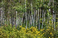 Aspens in San Juan County, Colorado USA - Original image from <a href="https://www.rawpixel.com/search/carol%20m.%20highsmith?sort=curated&amp;page=1">Carol M. Highsmith</a>&rsquo;s America, Library of Congress collection. Digitally enhanced by rawpixel