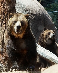 An American grizzly bear at the Cheyenne Mountain Zoo in Colorado Springs, Colorado. Original image from <a href="https://www.rawpixel.com/search/carol%20m.%20highsmith?sort=curated&amp;page=1">Carol M. Highsmith</a>&rsquo;s America, Library of Congress collection. Digitally enhanced by rawpixel.