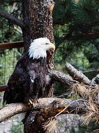 A bald eagle at the Cheyenne Mountain Zoo in Colorado Springs, Colorado. Original image from <a href="https://www.rawpixel.com/search/carol%20m.%20highsmith?sort=curated&amp;page=1">Carol M. Highsmith</a>&rsquo;s America, Library of Congress collection. Digitally enhanced by rawpixel.