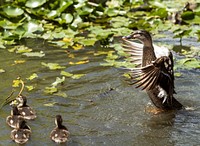 Ducks at the Alligator Adventure in South Carolina.Original image from Carol M. Highsmith&rsquo;s America, Library of Congress collection. Digitally enhanced by rawpixel.