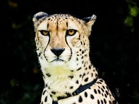 Cheetah at Myrtle Beach Zoo. Original image from Carol M. Highsmith&rsquo;s America, Library of Congress collection. Digitally enhanced by rawpixel.