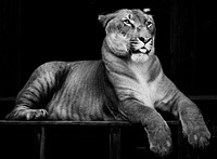 Hercules the liger, half lion, half tiger. Original image from <a href="https://www.rawpixel.com/search/carol%20m.%20highsmith?sort=curated&amp;page=1">Carol M. Highsmith</a>&rsquo;s America, Library of Congress collection. Digitally enhanced by rawpixel.