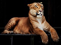 Hercules the liger, half lion, half tiger. Original image from Carol M. Highsmith&rsquo;s America, Library of Congress collection. Digitally enhanced by rawpixel.