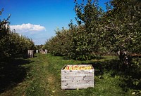 Scene at fall apple-harvest time at Shelburne Orchards in Shelburne, Vermont. Original image from <a href="https://www.rawpixel.com/search/carol%20m.%20highsmith?sort=curated&amp;page=1">Carol M. Highsmith</a>&rsquo;s America, Library of Congress collection. Digitally enhanced by rawpixel.