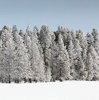 Trees get a white winter glaze in Yellowstone National Park. Original image from Carol M. Highsmith&rsquo;s America, Library of Congress collection. Digitally enhanced by rawpixel.