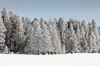 Trees get a white winter glaze in Yellowstone National Park. Original image from <a href="https://www.rawpixel.com/search/carol%20m.%20highsmith?sort=curated&amp;page=1">Carol M. Highsmith</a>&rsquo;s America, Library of Congress collection. Digitally enhanced by rawpixel.