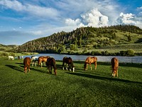 Horses graze in the pasture at the A Bar A guest ranch, near Riverside, Wyoming. Original image from <a href="https://www.rawpixel.com/search/carol%20m.%20highsmith?sort=curated&amp;page=1">Carol M. Highsmith</a>&rsquo;s America, Library of Congress collection. Digitally enhanced by rawpixel.