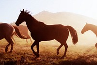 Horses head for the corral in the daily roundup of horses, Riverside, Wyoming. Original image from Carol M. Highsmith&rsquo;s America, Library of Congress collection. Digitally enhanced by rawpixel