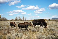 Moose graze in Grand Teton National Park in northwest Wyoming. Original image from Carol M. Highsmith&rsquo;s America, Library of Congress collection. Digitally enhanced by rawpixel.