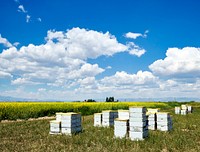 Boxes containing bees, for pollation, beside a field in Rio Grande County, Colorado - Original image from <a href="https://www.rawpixel.com/search/carol%20m.%20highsmith?sort=curated&amp;page=1">Carol M. Highsmith</a>&rsquo;s America, Library of Congress collection. Digitally enhanced by rawpixel.