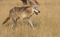 Wolf on the run at the Wild Animal Sanctuary near Keenesburg, Colorado. Original image from Carol M. Highsmith’s America, Library of Congress collection. Digitally enhanced by rawpixel