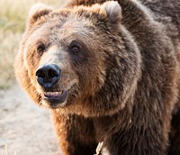 Brown bear, baring his teeth, at the Wild Animal Sanctuary near Keenesburg, Colorado. Original image from <a href="https://www.rawpixel.com/search/carol%20m.%20highsmith?sort=curated&amp;page=1">Carol M. Highsmith</a>&rsquo;s America, Library of Congress collection. Digitally enhanced by rawpixel