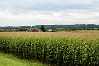 Mature corn, almost ready for harvesting, on a farm in Sauk County, Wisconsin. Original image from <a href="https://www.rawpixel.com/search/carol%20m.%20highsmith?sort=curated&amp;page=1">Carol M. Highsmith</a>&rsquo;s America, Library of Congress collection. Digitally enhanced by rawpixel.