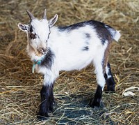 A young goat, named Emmit, at the Dunnum Family&#39;s Top of the Town dairy farm near Westby in Vernon County, Wisconsin. Original image from <a href="https://www.rawpixel.com/search/carol%20m.%20highsmith?sort=curated&amp;page=1">Carol M. Highsmith</a>&rsquo;s America, Library of Congress collection. Digitally enhanced by rawpixel.