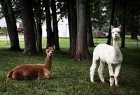 Llamas peer at a passerby from their copse on a farm near Plato in LaGrange County, Indiana. Original image from <a href="https://www.rawpixel.com/search/carol%20m.%20highsmith?sort=curated&amp;page=1">Carol M. Highsmith</a>&rsquo;s America, Library of Congress collection. Digitally enhanced by rawpixel.