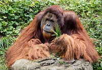 Orangutan at the Cincinnati Zoo and Botanical Garden. Original image from Carol M. Highsmith&rsquo;s America, Library of Congress collection. Digitally enhanced by rawpixel.