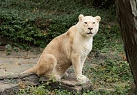A white lion at the Cincinnati Zoo and Botanical Garden, America&#39;s second-oldest zoo, in Cincinnati, Ohio. Original image from <a href="https://www.rawpixel.com/search/carol%20m.%20highsmith?sort=curated&amp;page=1">Carol M. Highsmith</a>&rsquo;s America, Library of Congress collection. Digitally enhanced by rawpixel.