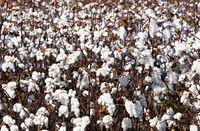 Cotton field in rural Tunica County, Mississippi. Original image from Carol M. Highsmith&rsquo;s America, Library of Congress collection. Digitally enhanced by rawpixel.