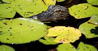 The Okefenokee Swamp Park in Waycross, Georgia. Original image from Carol M. Highsmith&rsquo;s America, Library of Congress collection. Digitally enhanced by rawpixel.