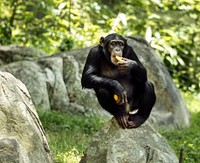 Chimpanzee at the North Carolina Zoological Park in Asheboro, North Carolina. Original image from <a href="https://www.rawpixel.com/search/carol%20m.%20highsmith?sort=curated&amp;page=1">Carol M. Highsmith</a>&rsquo;s America, Library of Congress collection. Digitally enhanced by rawpixel.