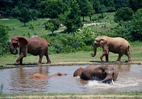 Elephants at the North Carolina Zoological Park in Asheboro, North Carolina. Original image from <a href="https://www.rawpixel.com/search/carol%20m.%20highsmith?sort=curated&amp;page=1">Carol M. Highsmith</a>&rsquo;s America, Library of Congress collection. Digitally enhanced by rawpixel.