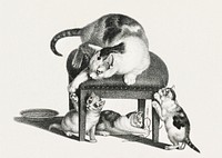 Illustration of domestic cats by Gottfried Mind (1768-1814). Original from Library of Congress. Digitally enhanced by rawpixel.