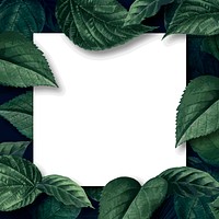 White square poster on a leafy background vector