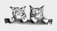 Cats by <a href="https://www.rawpixel.com/search/Thomas%20Hunter?sort=curated&amp;page=1">Thomas Hunter</a>. Original from Library of Congress. Digitally enhanced by rawpixel.