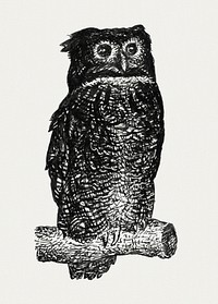 Owl (ca. 1891&ndash;1941) drawing in high resolution by <a href="https://www.rawpixel.com/search/Leo%20Gestel?sort=curated&amp;page=1&amp;topic_group=_my_topics">Leo Gestel</a>. Original from The Rijksmuseum. Digitally enhanced by rawpixel.