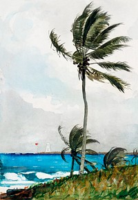 Palm Tree, Nassau (1898) by <a href="https://www.rawpixel.com/search/Winslow%20Homer?sort=curated&amp;page=1&amp;topic_group=_my_topics">Winslow Homer</a>. Original from The MET museum. Digitally enhanced by rawpixel.