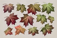 Hand drawn autumn maple leaf collection vector