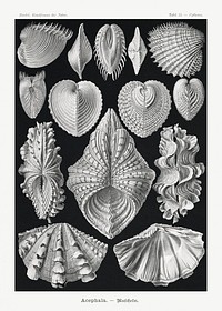 Acephala&ndash;Muscheln from Kunstformen der Natur (1904) by <a href="https://www.rawpixel.com/search/Ernst%20Haeckel?sort=curated&amp;mode=shop&amp;page=1">Ernst Haeckel</a>. Original from Library of Congress. Digitally enhanced by rawpixel.