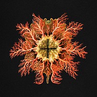 Colorful vintage tunicate marine life illustration