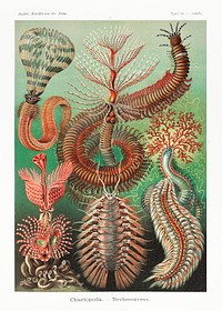 Chaetopoda&ndash;Borstenw&uuml;rmer from Kunstformen der Natur (1904) by <a href="https://www.rawpixel.com/search/Ernst%20Haeckel?sort=curated&amp;mode=shop&amp;page=1">Ernst Haeckel</a>. Original from Library of Congress. Digitally enhanced by rawpixel.